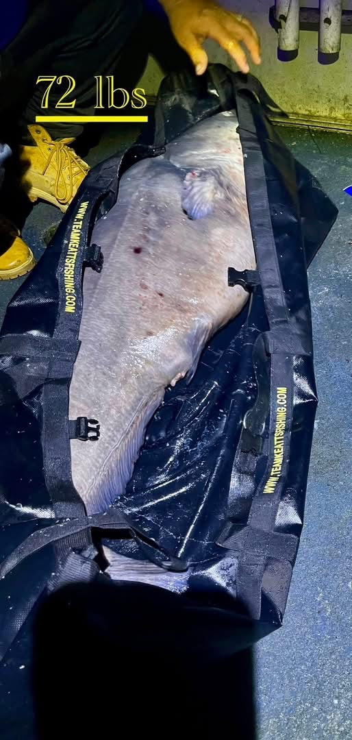 Catfish weighing sling